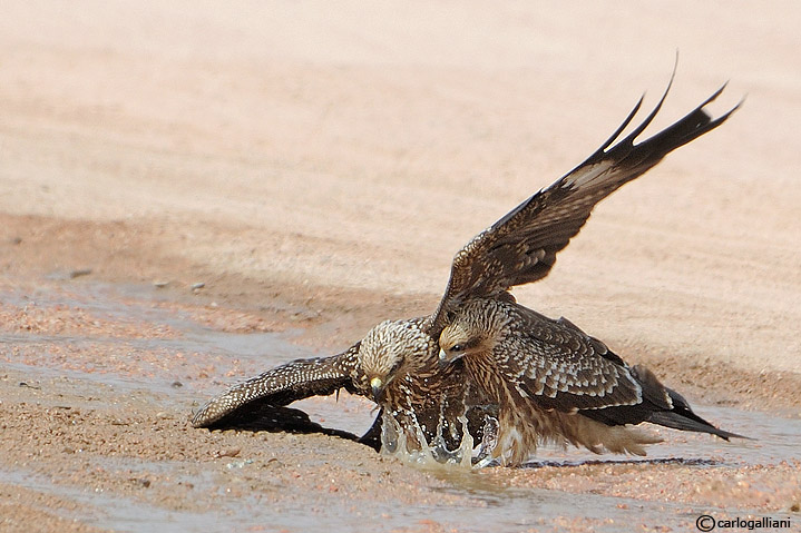 La lotta per l''acqua nel deserto